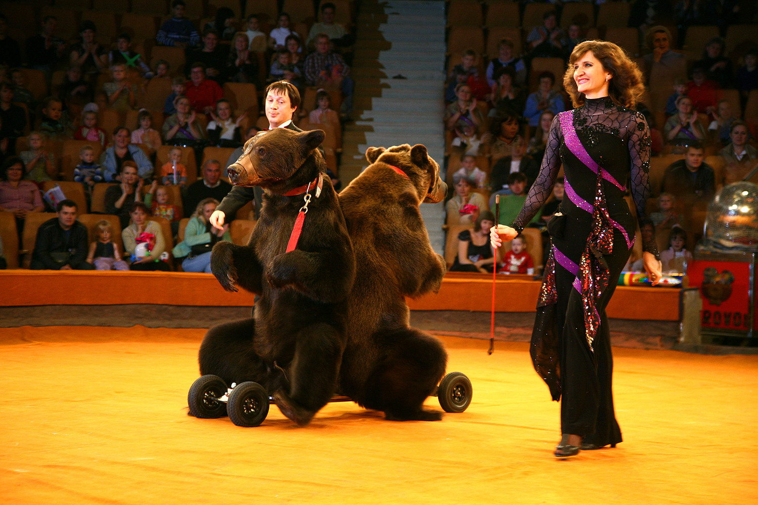 Ижевский цирк купить. Медведь в цирке. Ижевск цирк медведь. Выступление медведя в цирке. Медведь выступает в цирке.